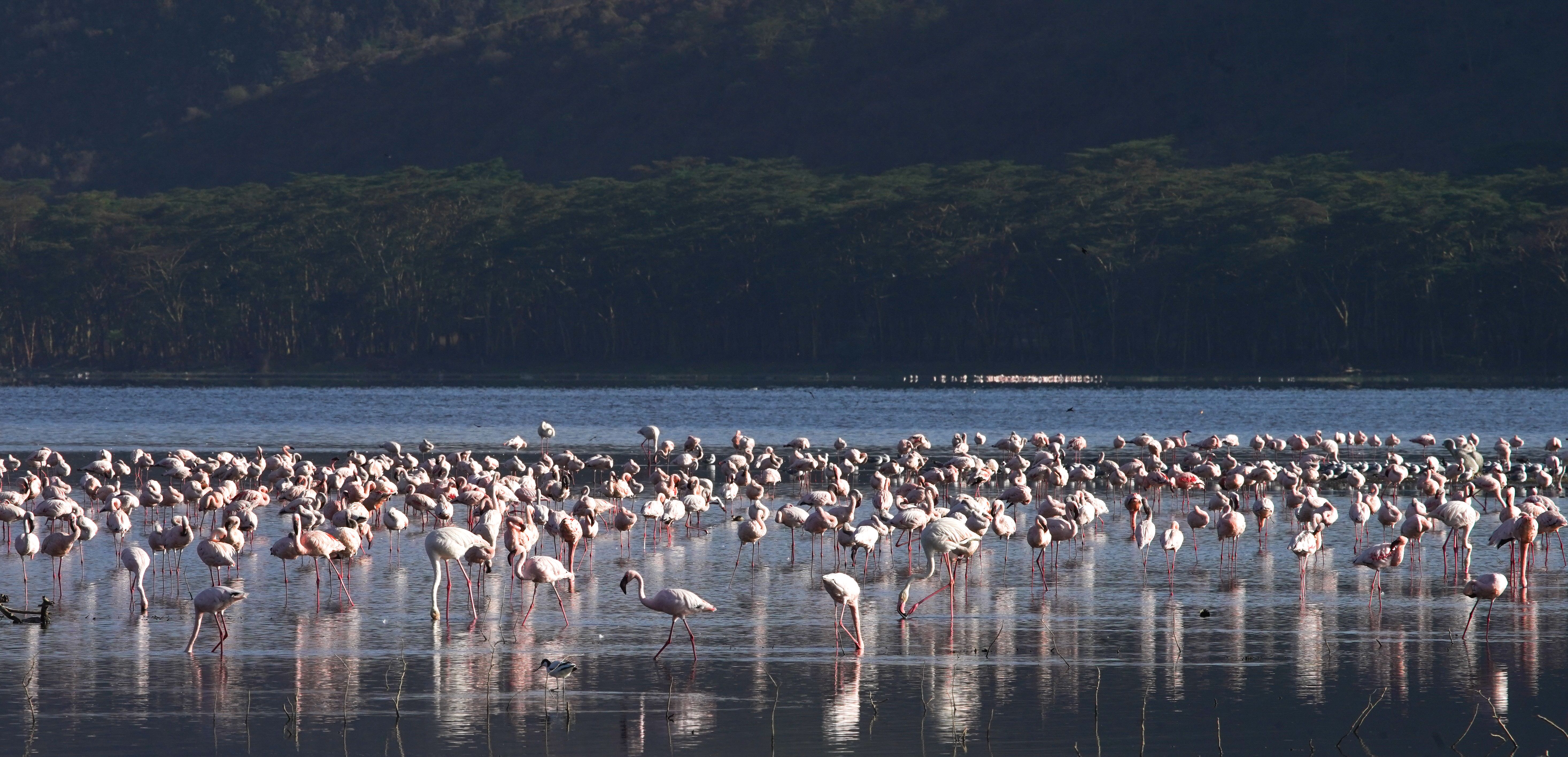 Sarova Lion Hill Game Lodge - Photo Gallery