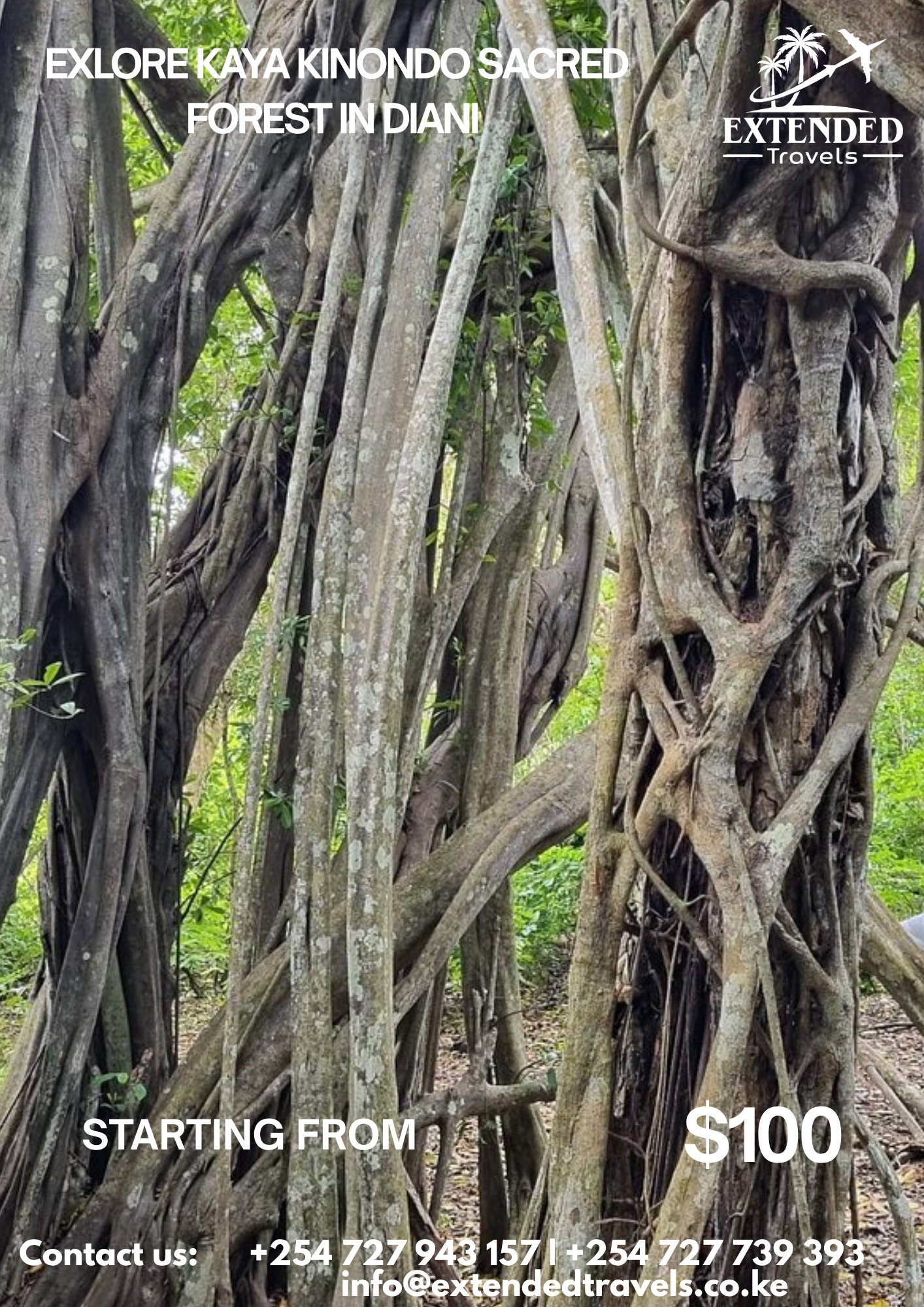 Discover Kaya Kinondo Sacred Forest 